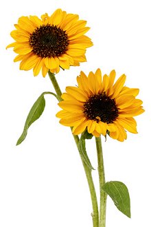 Library Image: Sunflowers